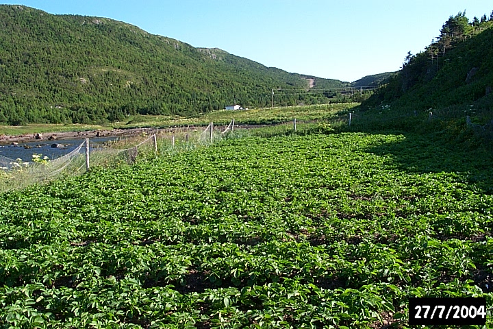 A potato garden now occupies a portion of The Bottom.